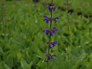 Vivers Càrex - Salvia pratensis